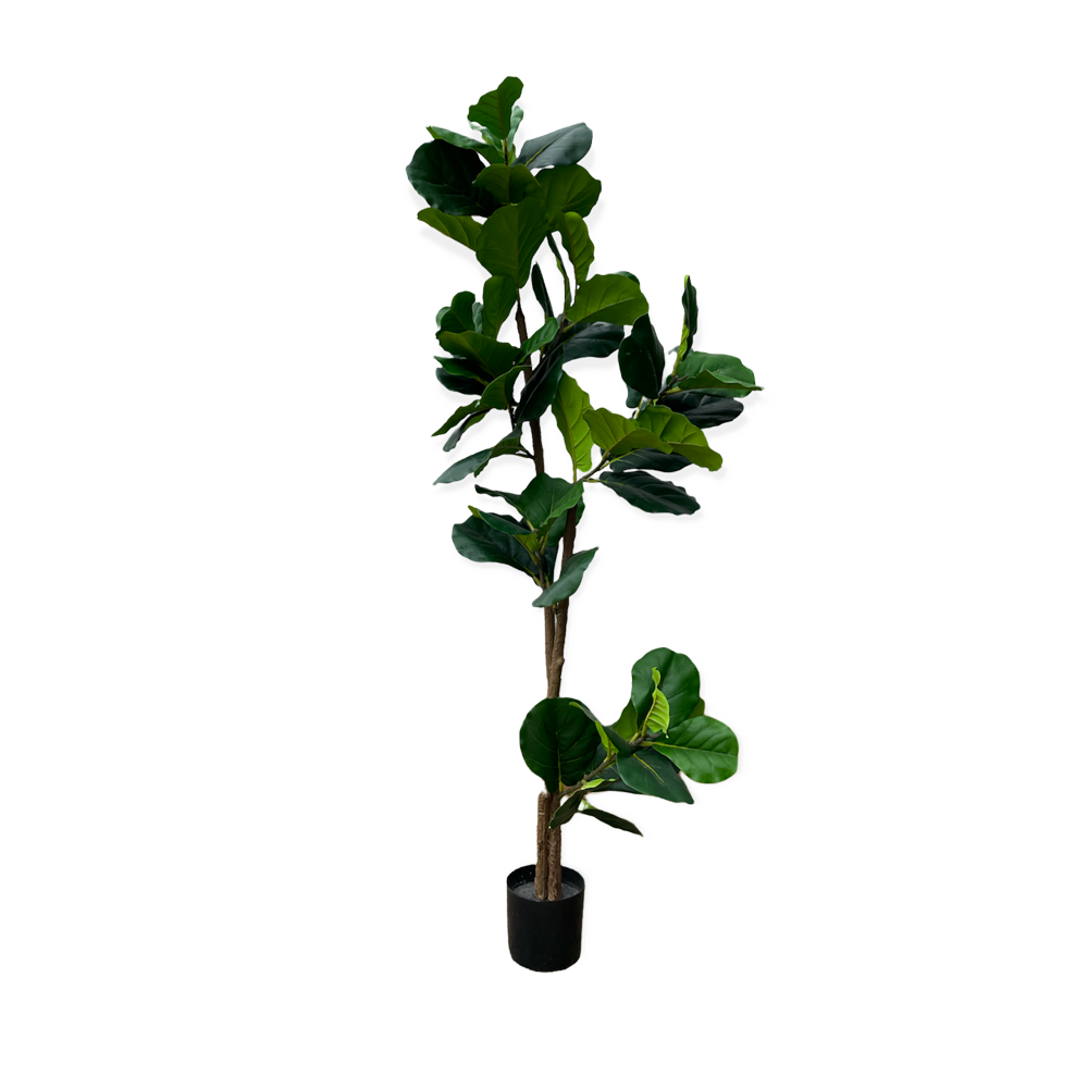 The Fiddle Leaf Fig Artificial Tree 180cm Array Wedding and Event Hire