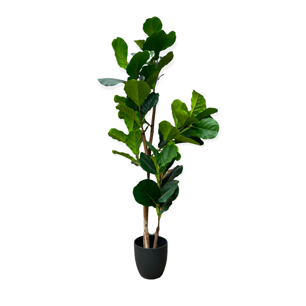 The Fiddle Leaf Fig: Artificial Tree 150cm - Array Wedding and Event Hire