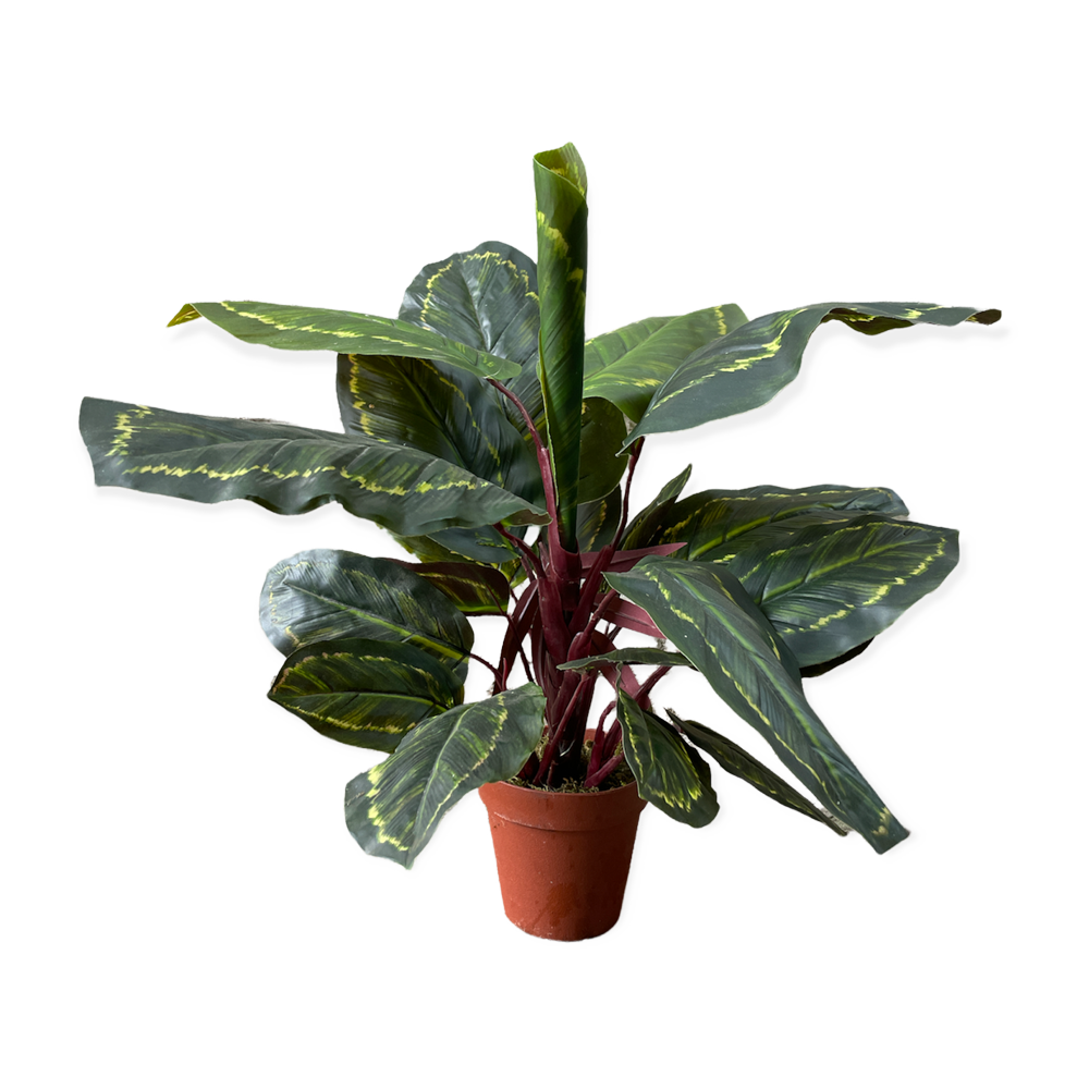 The Calathea Artificial Plant 50cm Array Wedding and Event Hire