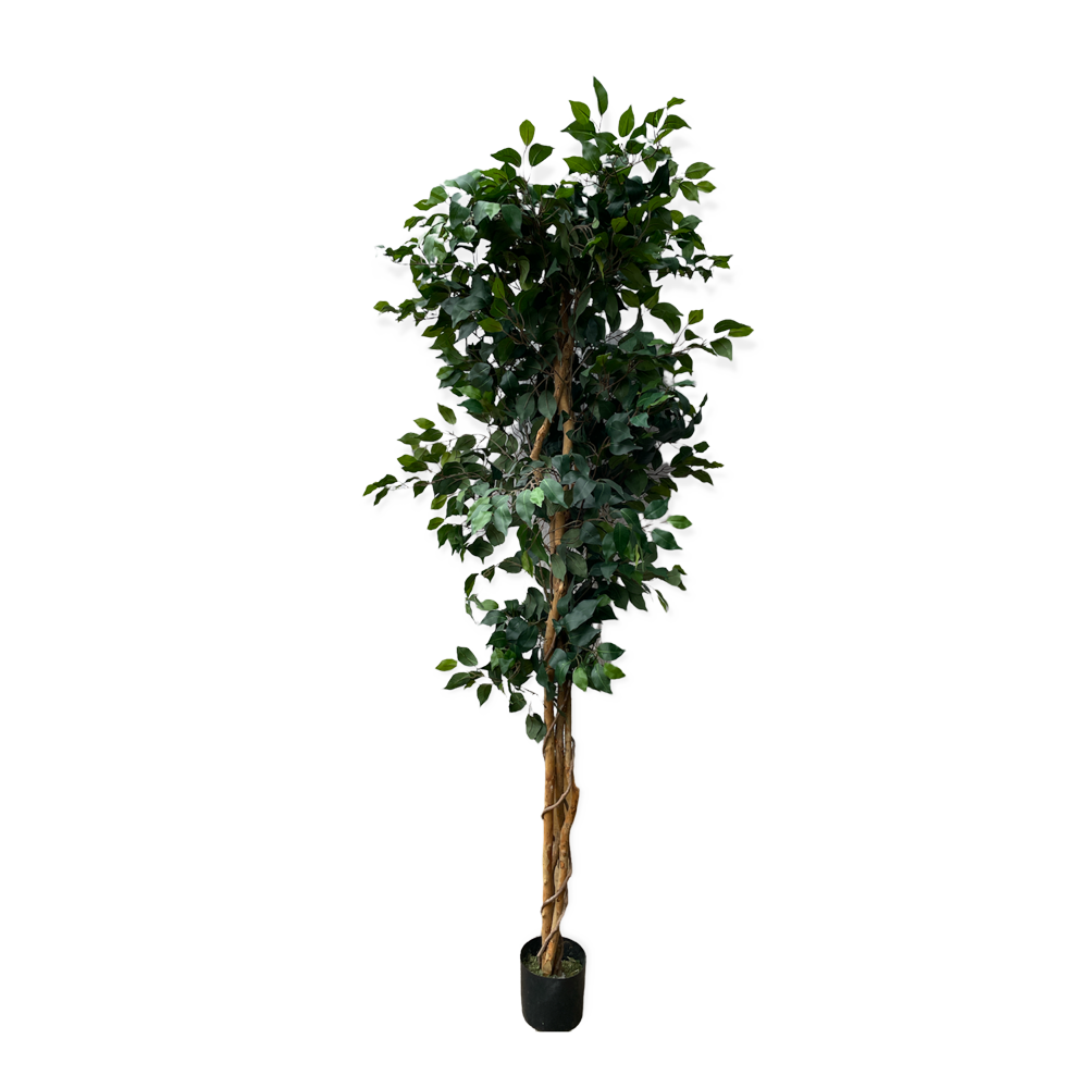 The Ficus Artificial Tree 210cm Array Wedding and Event Hire