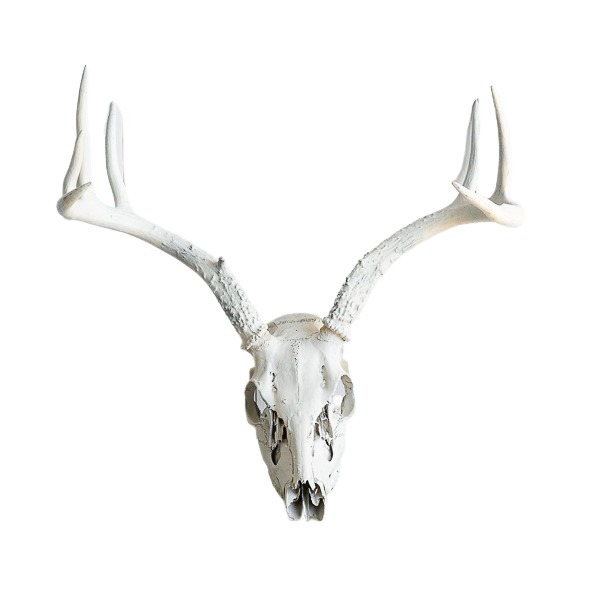 Painted white skull and antlers on painted white stand