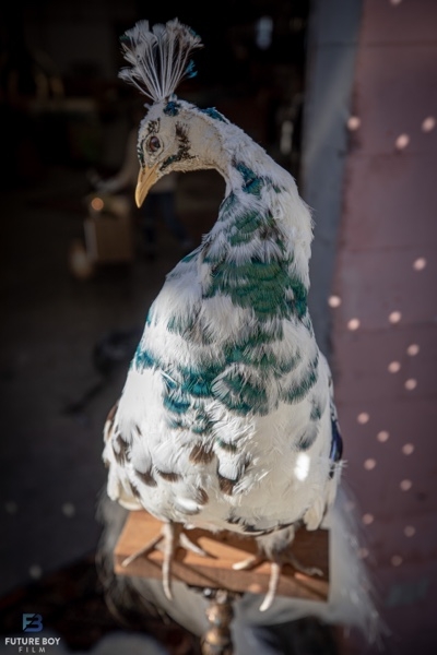 Stuffed peacock on sale